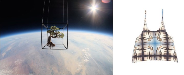 Shiki 1, an orbiting Japanese white pine, part of Exobiotanica by artist Makato Azuma, paired with Collina Strada Yuma Tank Spain.